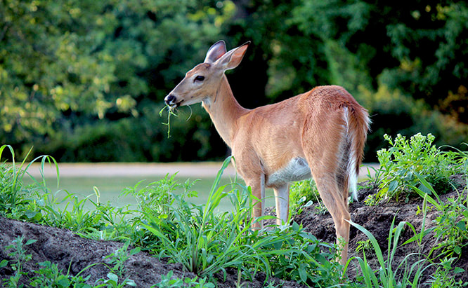 Deer Eating in Garden