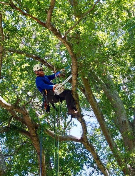 Scott climbing to prune a limb